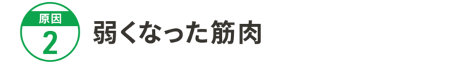 原因2:筋肉量の低下